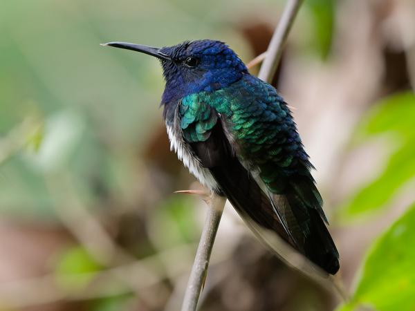 <h3><a href="/trips/costa-rica/biota/animalia/chordata/aves/033 apodiformes/004 trochilidae/florisuga mellivora/florisuga mellivora-nl.html">Florisuga&nbsp;mellivora</a> / White‑necked&nbsp;jacobin / Witnekkolibrie</h3>OM-1 Mark II met OLYMPUS M.150-400mm F4.5, 1/2000 sec  bij F4.5, ISO 5000, afstand 2.3&nbsp;m